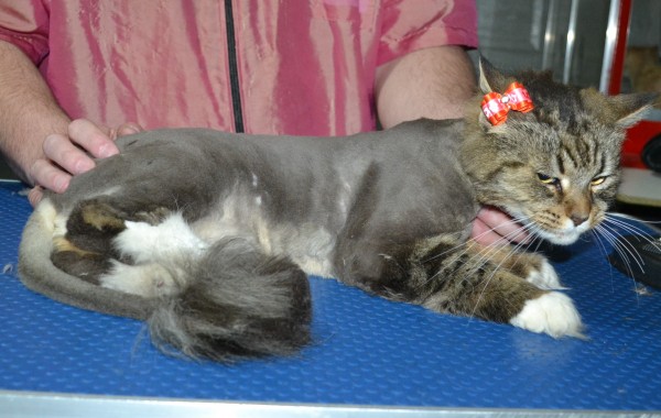 Ratchie is a long hair Domestic. He had his matted fur shaved down, nails clipped, and ears cleaned.