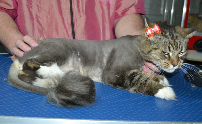 Ratchie is a long hair Domestic. He had his matted fur shaved down, nails clipped, and ears cleaned.