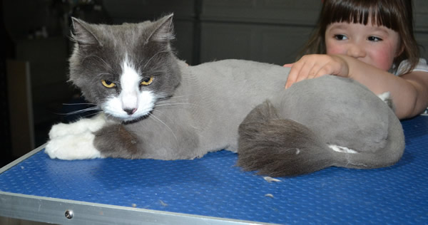 Huggles is a Long Hair Domestic. She had her fur shaved down, nails clipped and ears cleaned.