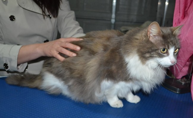Petal is a Long Hair Domestic. She had her fur shaved down, nails clipped and ears cleaned.