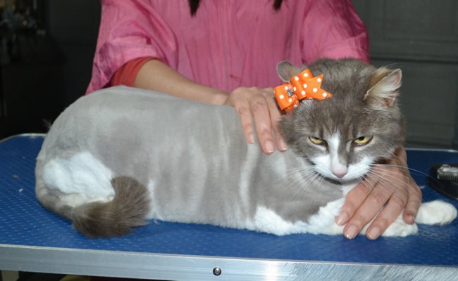 Petal is a Long Hair Domestic. She had her fur shaved down, nails clipped and ears cleaned.