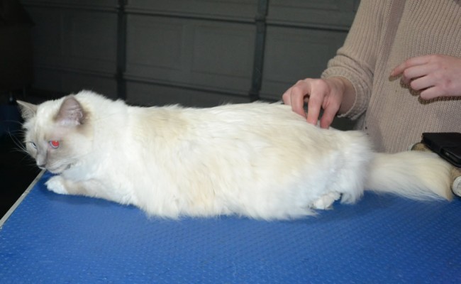 Willow is a Ragdoll. She had her fur shaved down, nails clipped and ears cleaned.
