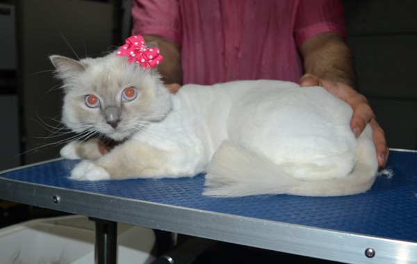 Willow is a Ragdoll. She had her fur shaved down, nails clipped and ears cleaned.