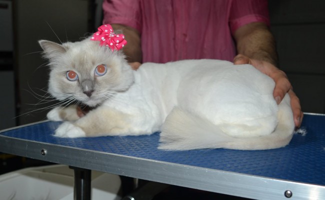 Willow is a Ragdoll. She had her fur shaved down, nails clipped and ears cleaned.