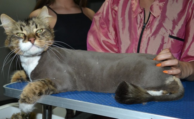 Soho is a Medium Hair Domestic. He had his fur shaved down, nails clipped and ears cleaned.