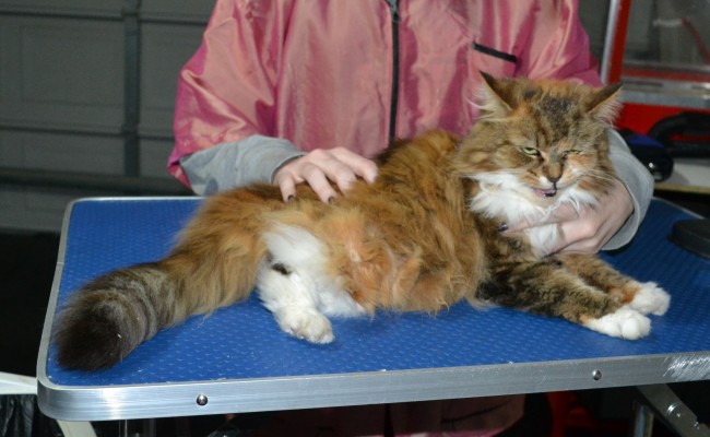 Anastasia is a Long hair domestic. She had her matted fur shaved down, nails clipped and ears cleaned.