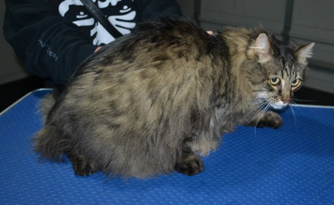 Toby is a Long Hair Domestic. He had his fur shaved down, nails clipped and ears cleaned.