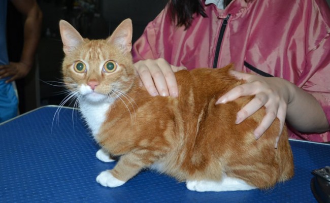 Kato is a Short hair Domestic. He had his fur shaved down, nails clipped, ears cleaned and a wash n blow dry.