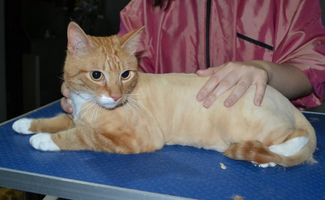 Kato is a Short hair Domestic. He had his fur shaved down, nails clipped, ears cleaned and a wash n blow dry.