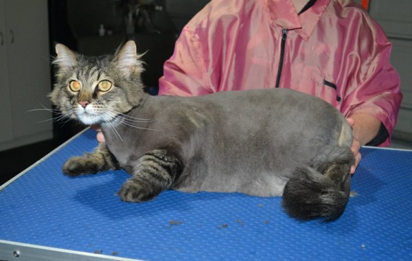 Toby is a Long Hair Domestic. He had his fur shaved down, nails clipped and ears cleaned.