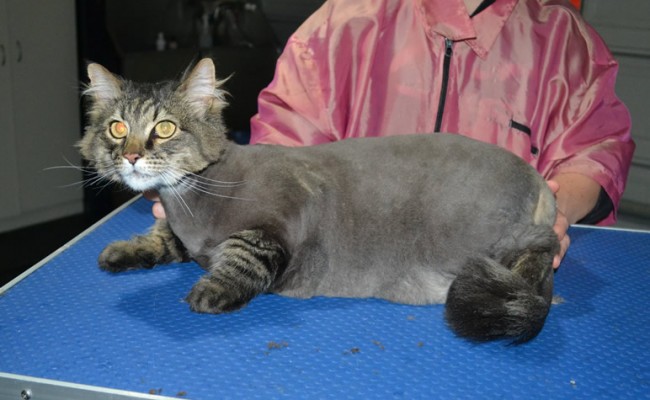 Toby is a Long Hair Domestic. He had his fur shaved down, nails clipped and ears cleaned.