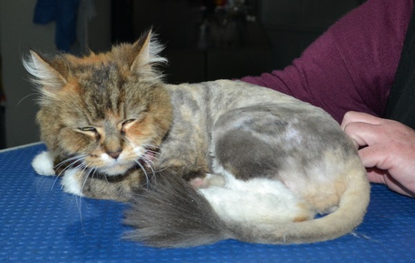 Anastasia is a Long hair domestic. She had her matted fur shaved down, nails clipped and ears cleaned.