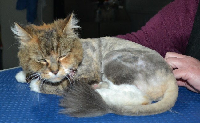 Anastasia is a Long hair domestic. She had her matted fur shaved down, nails clipped and ears cleaned.