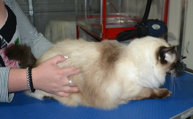 Boots is a Ragdoll. He had his fur shaved down, nails clipped, ears cleaned and a wash n blow dry.