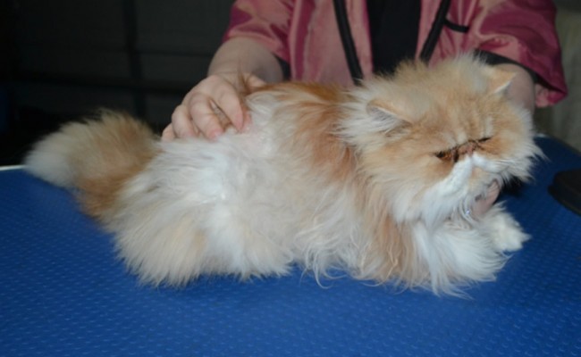Alfie is a Persian. He had his matted fur shaved down, nails clipped and ears n eyes cleaned and a wash n blow dry.