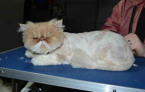 Alfie is a Persian. He had his matted fur shaved down, nails clipped and ears n eyes cleaned and a wash n blow dry.