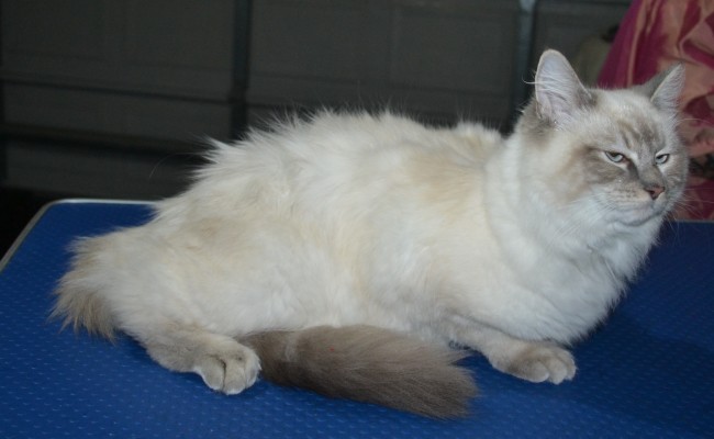 Gizmo is a Ragdoll. He had his fur shaved down, nails clipped ears cleaned and a full set of Orange Softpaw nail caps.