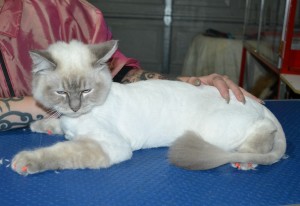 Gizmo is a Ragdoll. He had his fur shaved down, nails clipped ears cleaned and a full set of Orange Softpaw nail caps.