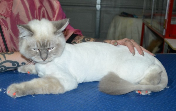 Gizmo is a Ragdoll. He had his fur shaved down, nails clipped ears cleaned and a full set of Orange Softpaw nail caps.