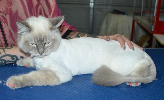 Gizmo is a Ragdoll. He had his fur shaved down, nails clipped ears cleaned and a full set of Orange Softpaw nail caps.