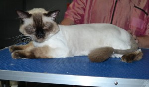 Boots is a Ragdoll. He had his fur shaved down, nails clipped, ears cleaned and a wash n blow dry.