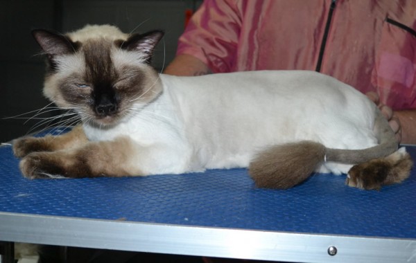 Boots is a Ragdoll. He had his fur shaved down, nails clipped, ears cleaned and a wash n blow dry.