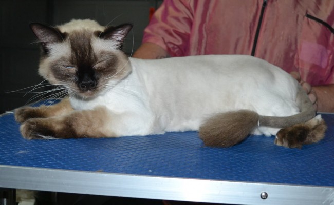 Boots is a Ragdoll. He had his fur shaved down, nails clipped, ears cleaned and a wash n blow dry.