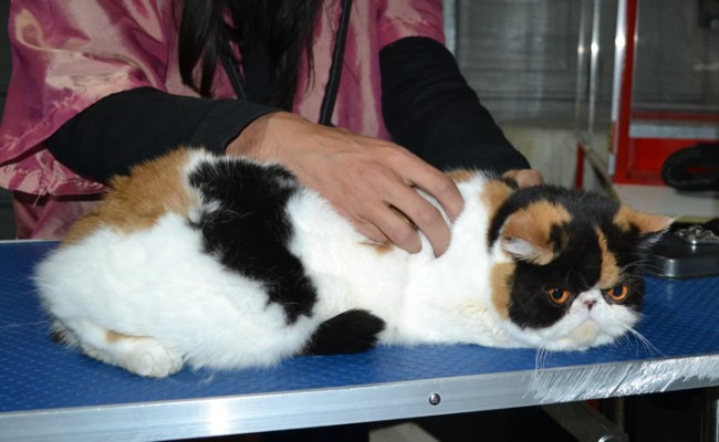 Dusty is an Exotic Short Hair. She had her fur shaved down, nails clipped and ears cleaned and a wash n blow dry.