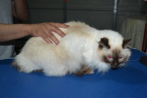 Ella is a Ragdoll. She had her fur shaved down, nails clipped, ears cleaned.