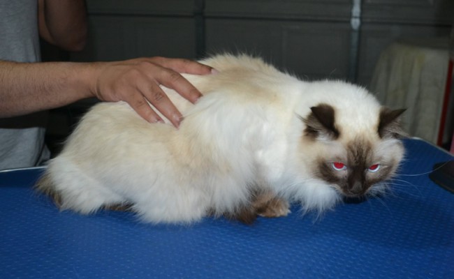 Ella is a Ragdoll. She had her fur shaved down, nails clipped, ears cleaned.