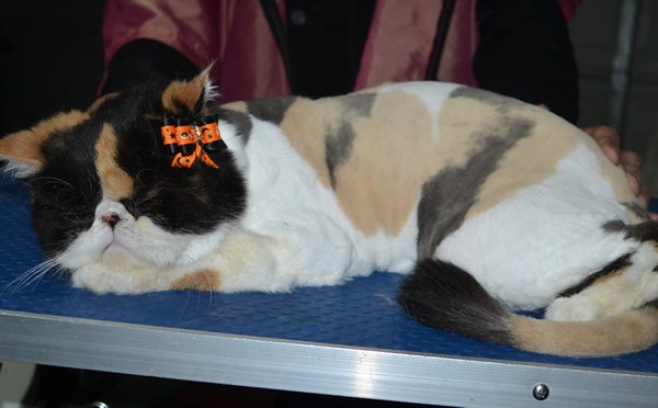 Dusty is an Exotic Short Hair. She had her fur shaved down, nails clipped and ears cleaned and a wash n blow dry.