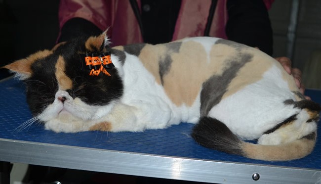 Dusty is an Exotic Short Hair. She had her fur shaved down, nails clipped and ears cleaned and a wash n blow dry.