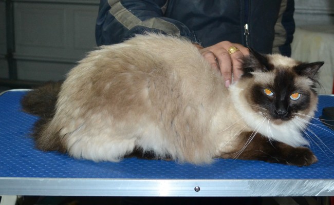 Fluffy is a Ragdoll. He had his matted fur shaved down, nails clipped and ears cleaned.