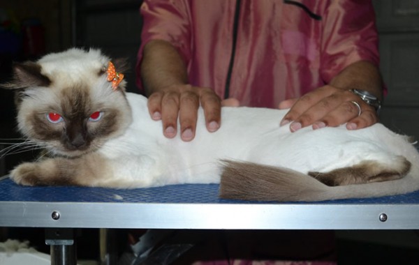 Ella is a Ragdoll. She had her fur shaved down, nails clipped, ears cleaned.