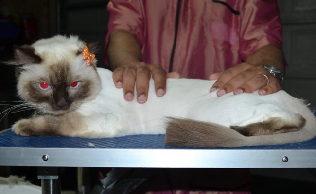Ella is a Ragdoll. She had her fur shaved down, nails clipped, ears cleaned.