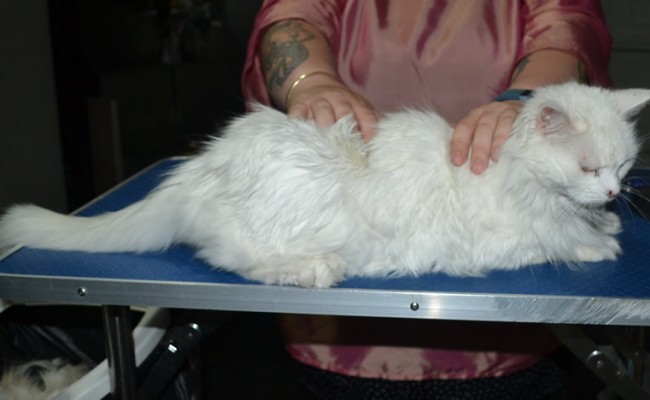 Tussy is a Long hair Domestic. She had her matted fur shaved down, nails clipped, ears cleaned.