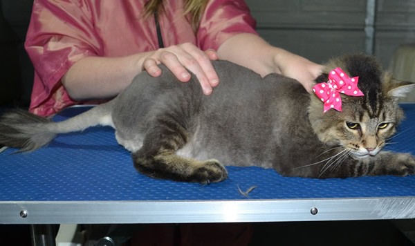 Lilith is a Medium Hair Domestic. She had her fur shaved down, nails clipped and ears cleaned and a full set of Softpaws nail caps.