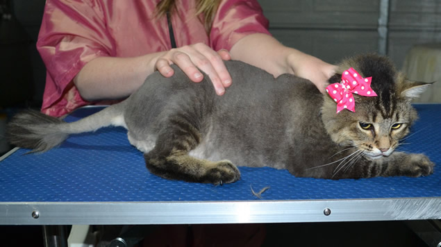Lilith is a Medium Hair Domestic. She had her fur shaved down, nails clipped and ears cleaned and a full set of Softpaws nail caps.