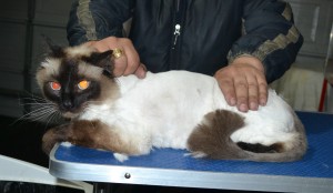 Fluffy is a Ragdoll. He had his matted fur shaved down, nails clipped and ears cleaned.