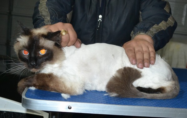 Fluffy is a Ragdoll. He had his matted fur shaved down, nails clipped and ears cleaned.