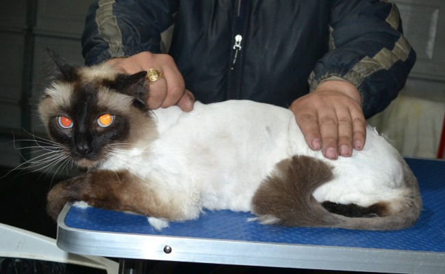 Fluffy is a Ragdoll. He had his matted fur shaved down, nails clipped and ears cleaned.