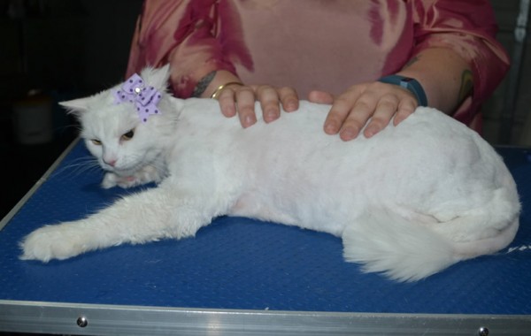 Tussy is a Long hair Domestic. She had her matted fur shaved down, nails clipped, ears cleaned.