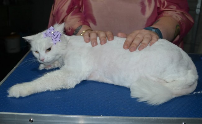 Tussy is a Long hair Domestic. She had her matted fur shaved down, nails clipped, ears cleaned.