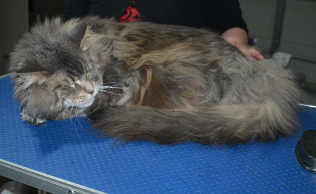 Annie is a Mainecoon. She had her matted fur shaved down, nails clipped and ears cleaned.