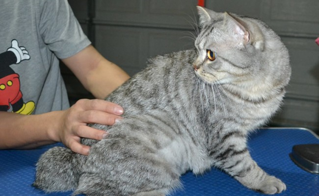 Jeff is a British Short hair. He had his fur shaved down, nails clipped, ears cleaned.