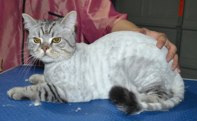 Jeff is a British Short hair. He had his fur shaved down, nails clipped, ears cleaned.