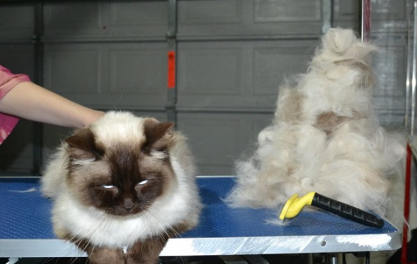 Monty is a Ragdoll. He had had his matted underneath shaved, brushout on top, nails clipped ears cleaned and front Softpaw nail caps.