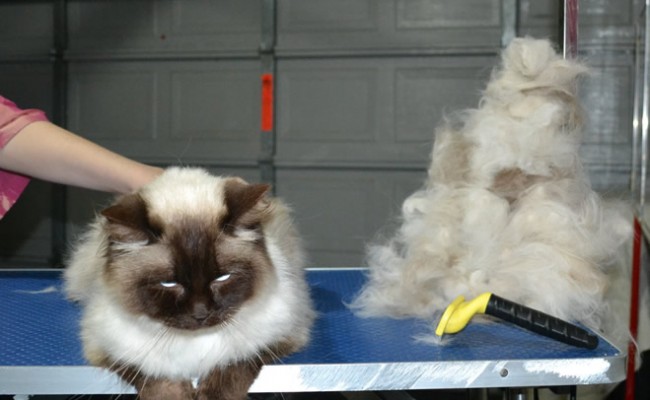 Monty is a Ragdoll. He had had his matted underneath shaved, brushout on top, nails clipped ears cleaned and front Softpaw nail caps.