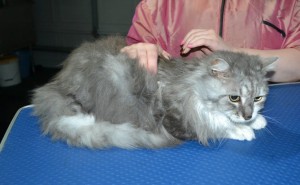 Heide is a Long hair Domestic. She had her fur shaved down, nails clipped, ears cleaned.