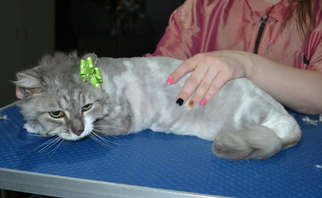Heide is a Long hair Domestic. She had her fur shaved down, nails clipped, ears cleaned.